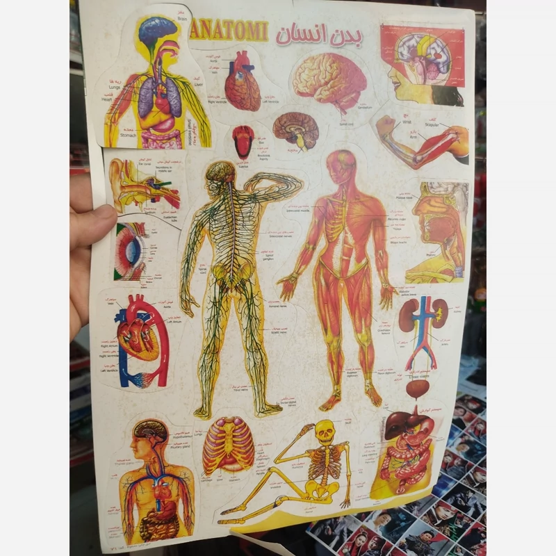 برچسب جومونگ و کارتون و بدن انسان